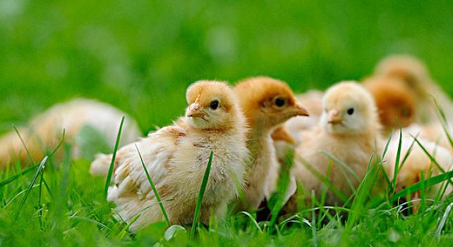 鸡过料为什么那么难治,鸡过料严重用什么土方法