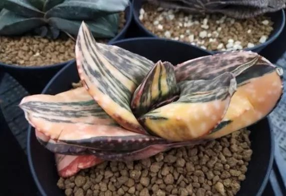 2023多肉展会直播,2023上海多肉植物展