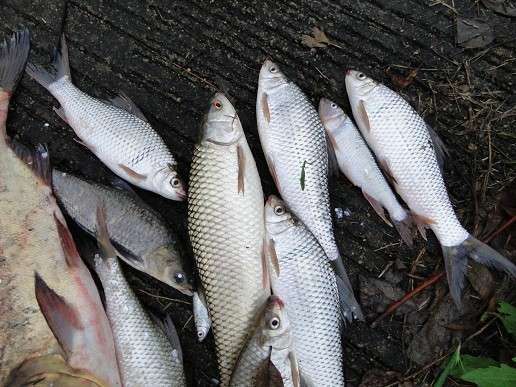 广东钓土鲮鱼用多大的子线和钩子,南宁用什么饵料钓土鲮