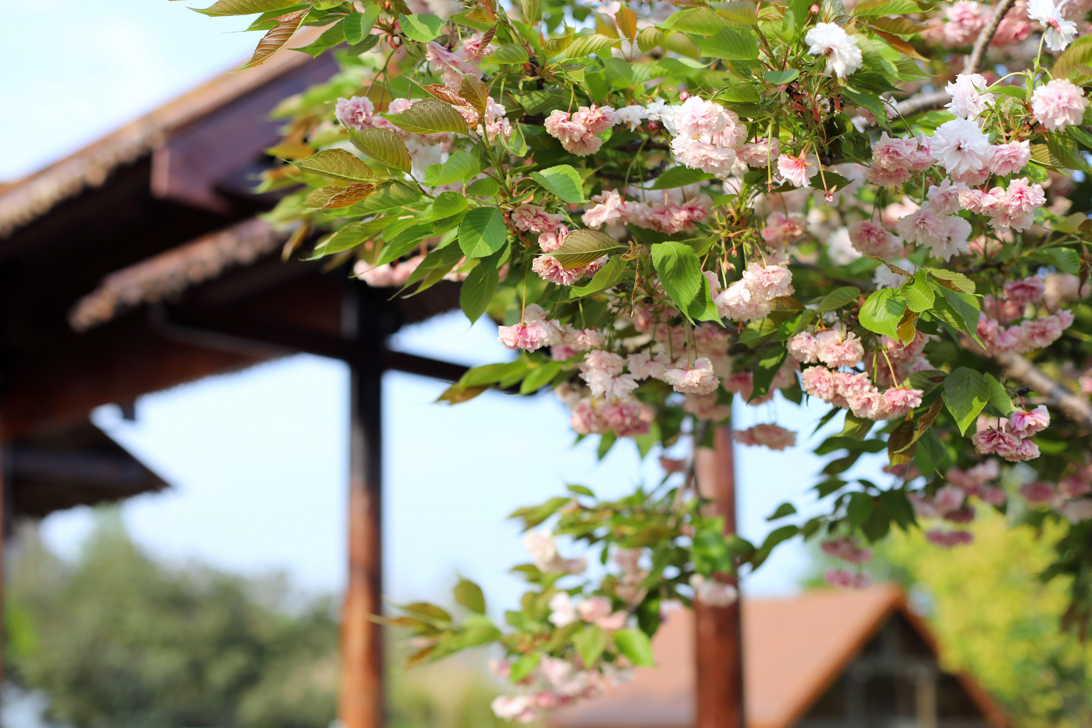 常熟沙家浜风景区游玩攻略简介,常熟沙家浜风景区游玩攻略