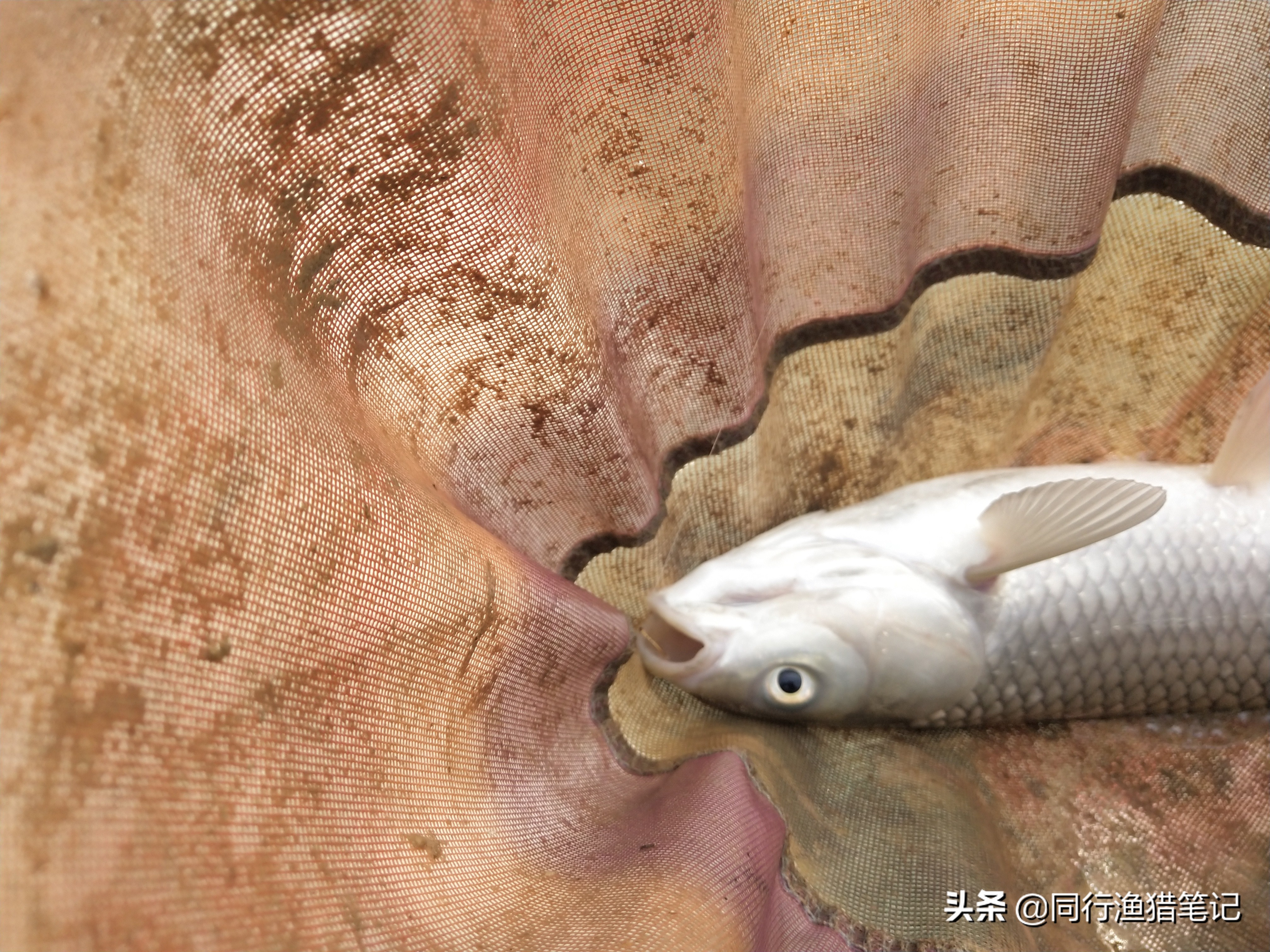 小体草鱼,钓草鱼中鱼率高冬季钓草鱼技巧