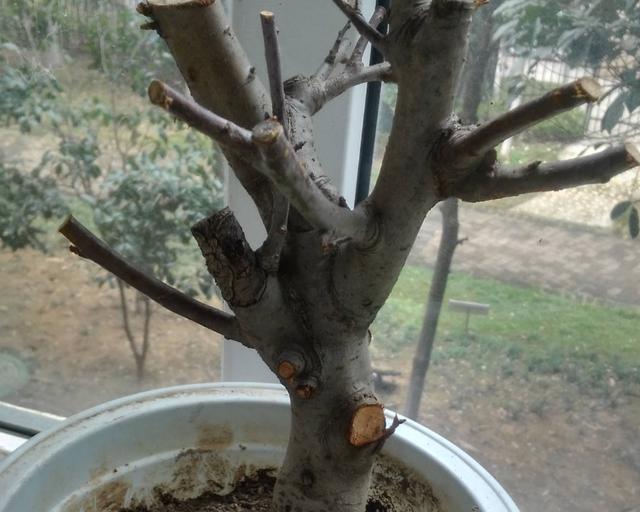 盆景梅花老桩怎么上盆,无花果老桩上盆多久发新芽