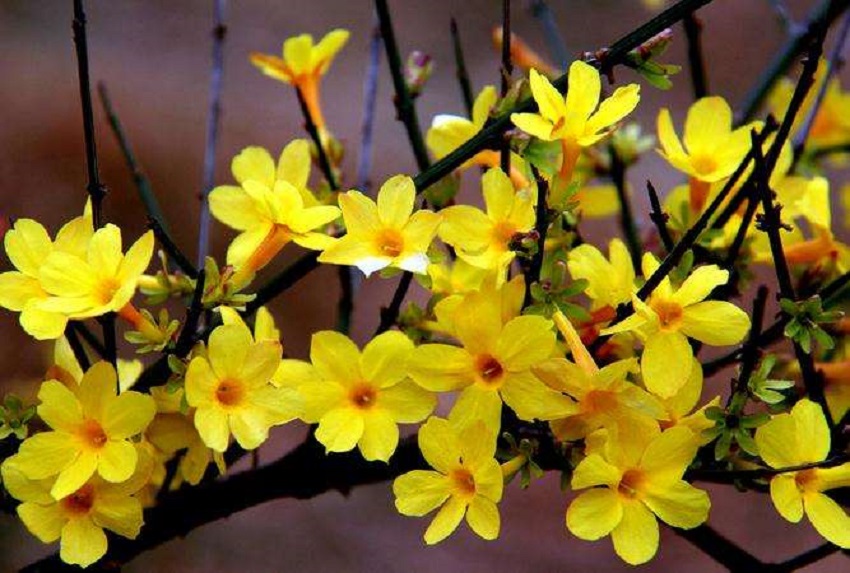 迎春花不养桩怎么修剪,迎春花怎么不开花