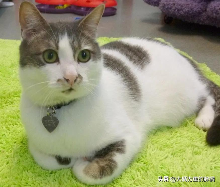 小猫小脑发育不完全,小猫小脑发育不全