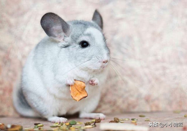 注意了，龙猫的这些部位可是不能随随便便摸的哦！