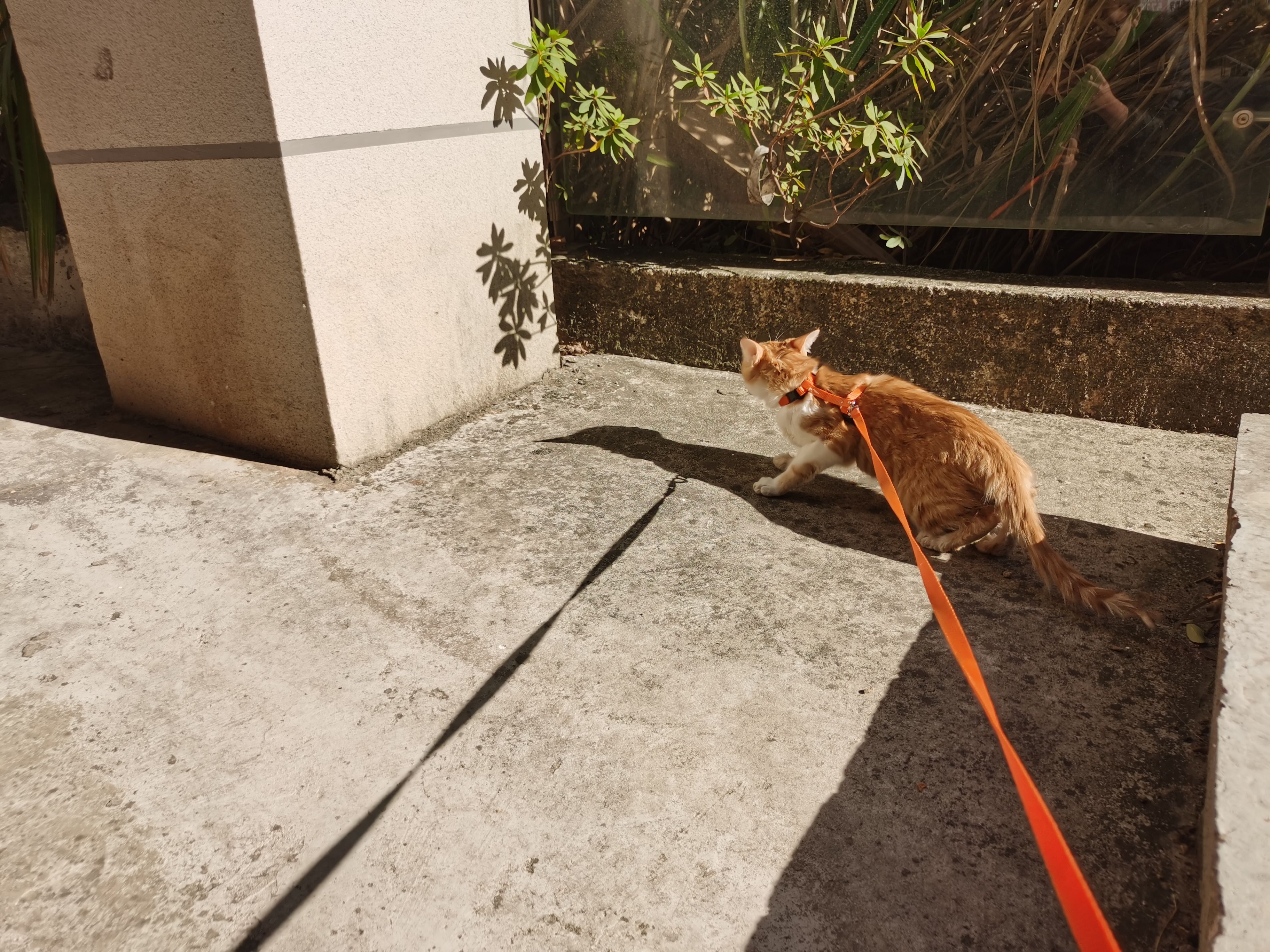 华为nova65g版和荣耀v30区别,华为nova65g版对比荣耀v30pro