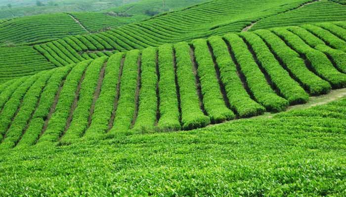 茶叶受潮可以用高温烘干吗,茶叶受潮微波烘干几分钟