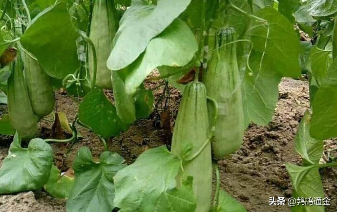 农村一种作物甜脆爽口，每亩收入50000元，成农业创新新项目