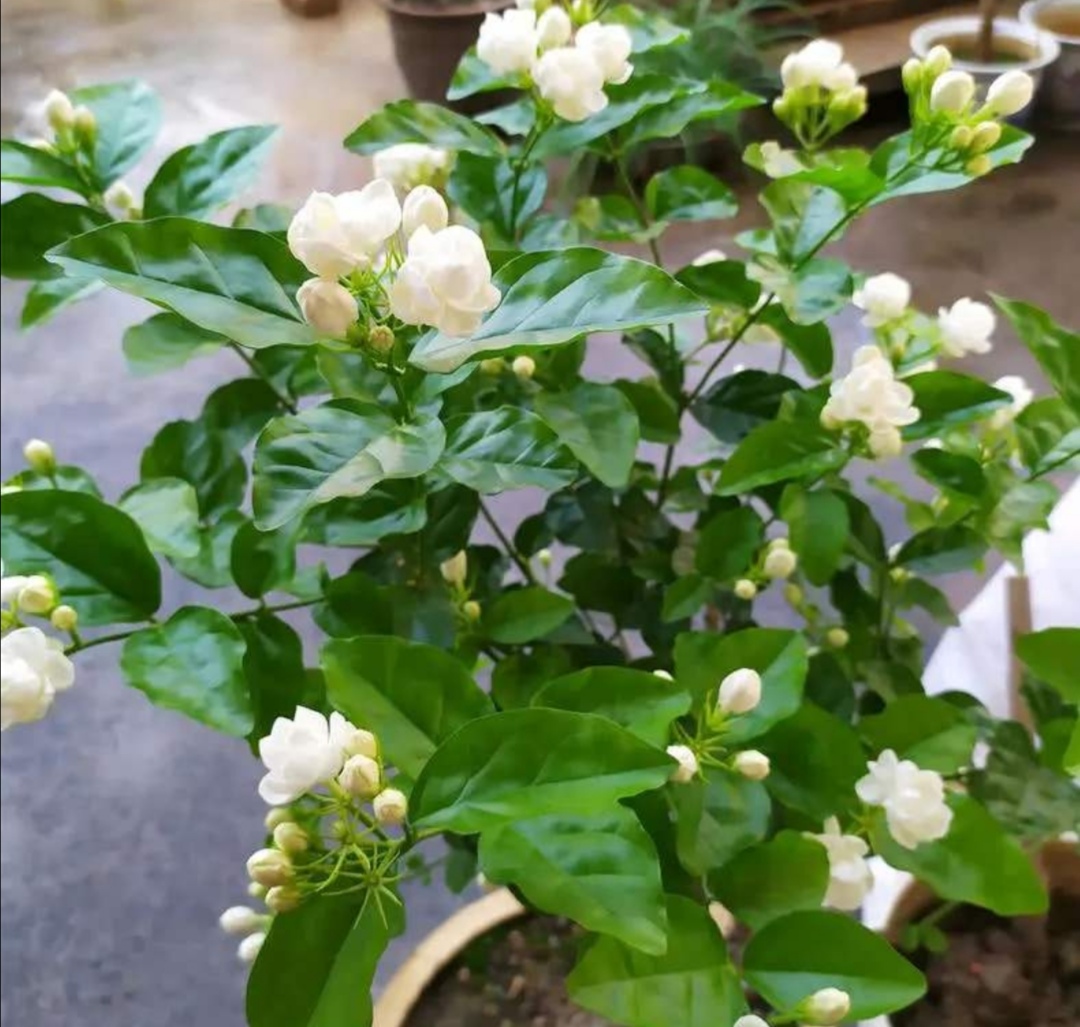 天冷了茉莉,茉莉怕冻怎么办