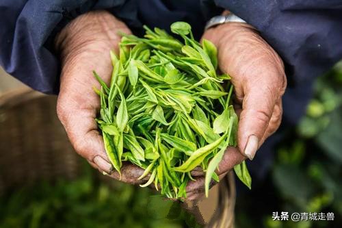 来青岛喝青岛啤酒喝哪种,来青岛喝青岛饮料