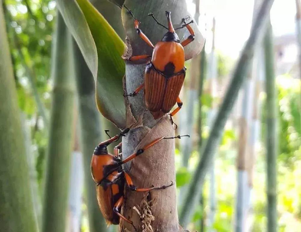 竹象食用价值,竹象好吃吗