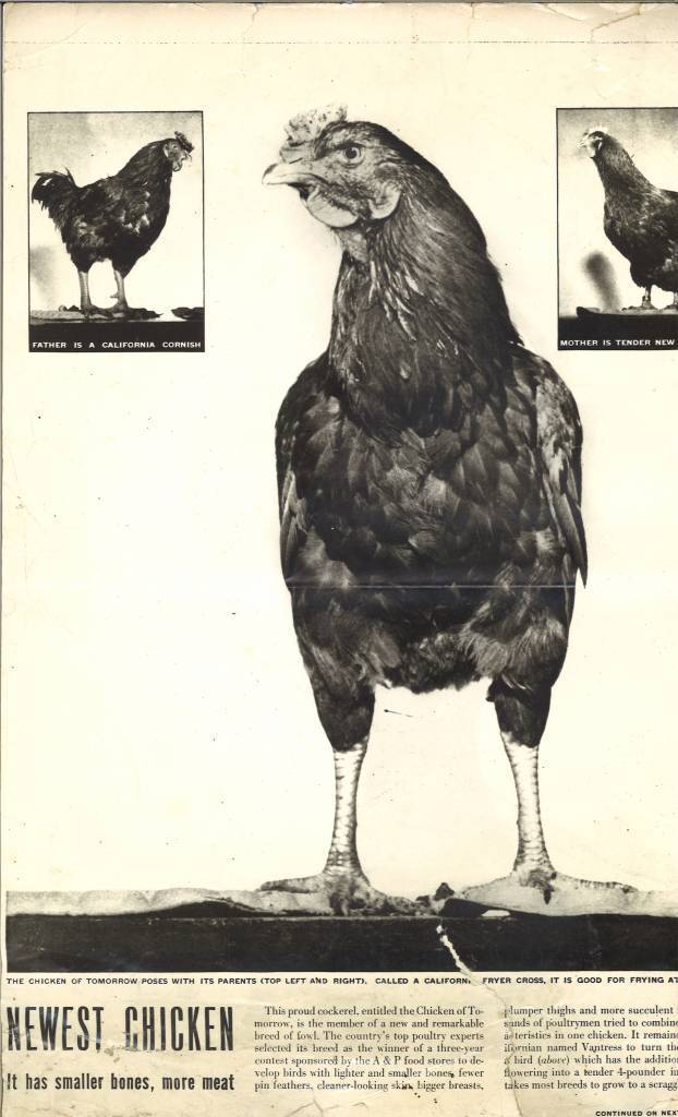 速生鸡与白羽鸡是什么,白羽鸡养殖技术和方法图解