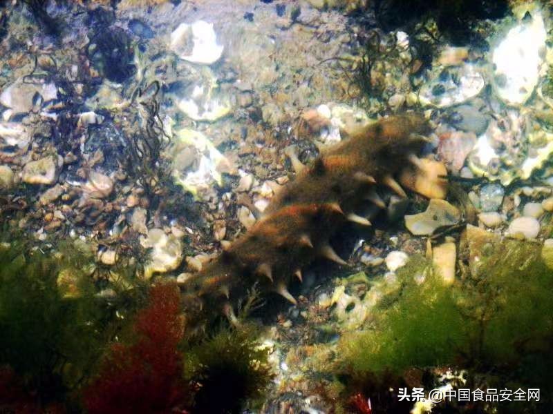 吃海参中毒现象,食用海参中毒什么反应