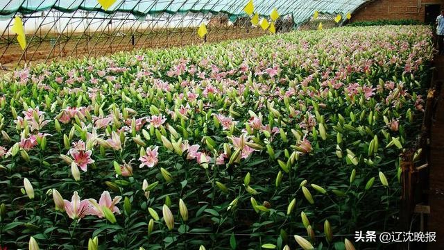 辽宁公布1030个美丽宜居村,辽宁1030个美丽宜居村盘锦