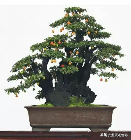 野生挂果金弹子是雌雄同株吗,金弹子雌雄同株公花比母花开得晚