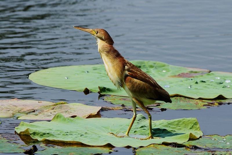 钓上来的鱼全身寄生虫,野钓鱼长寄生虫