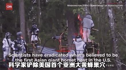 杀人蜂为什么那么可怕,杀人蜂到底有多厉害