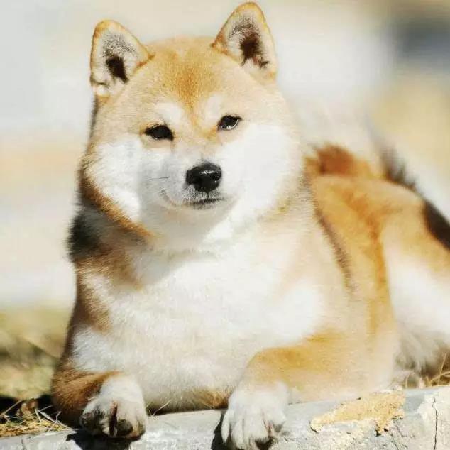 45种狗狗,45种狗类