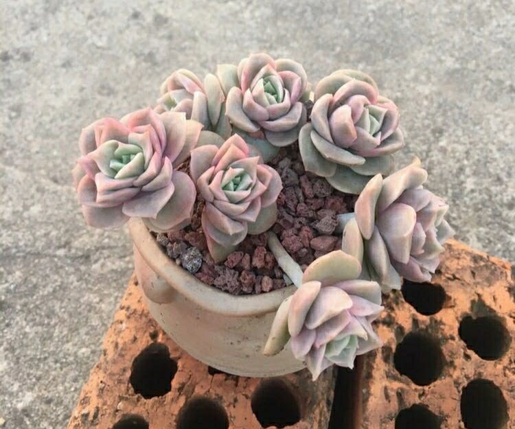 多肉徒长的原因及处理,多肉徒长的原因及解决方法