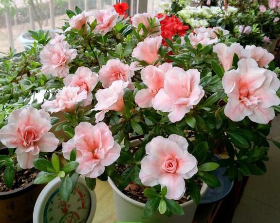 磷酸二氢钾浇花用量和使用时间,磷酸二氢钾的正确使用方法浇花