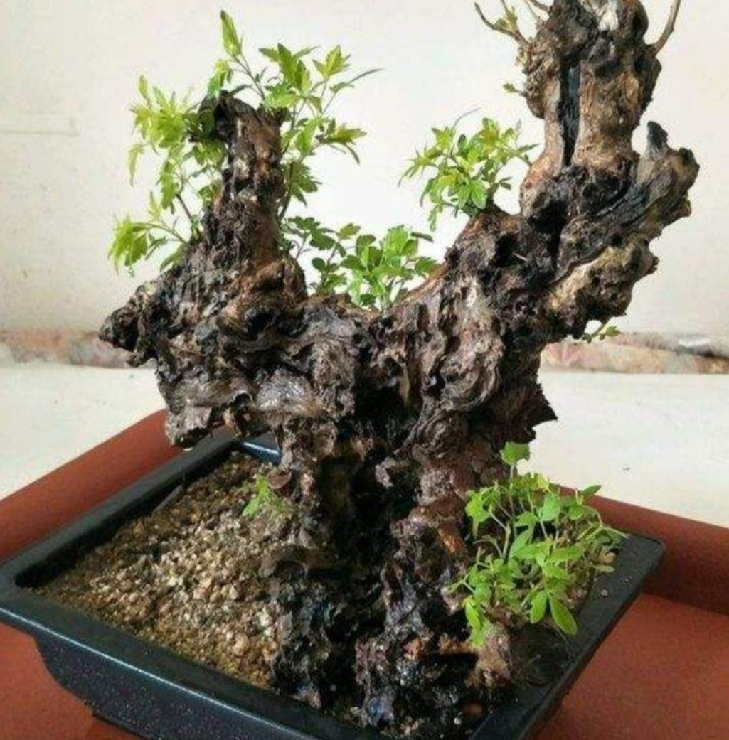 疙瘩树桩盆景,上山挖各种树桩做盆景