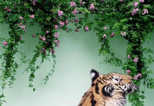 东野圭吾新参者语录,东野圭吾新参者讲了什么