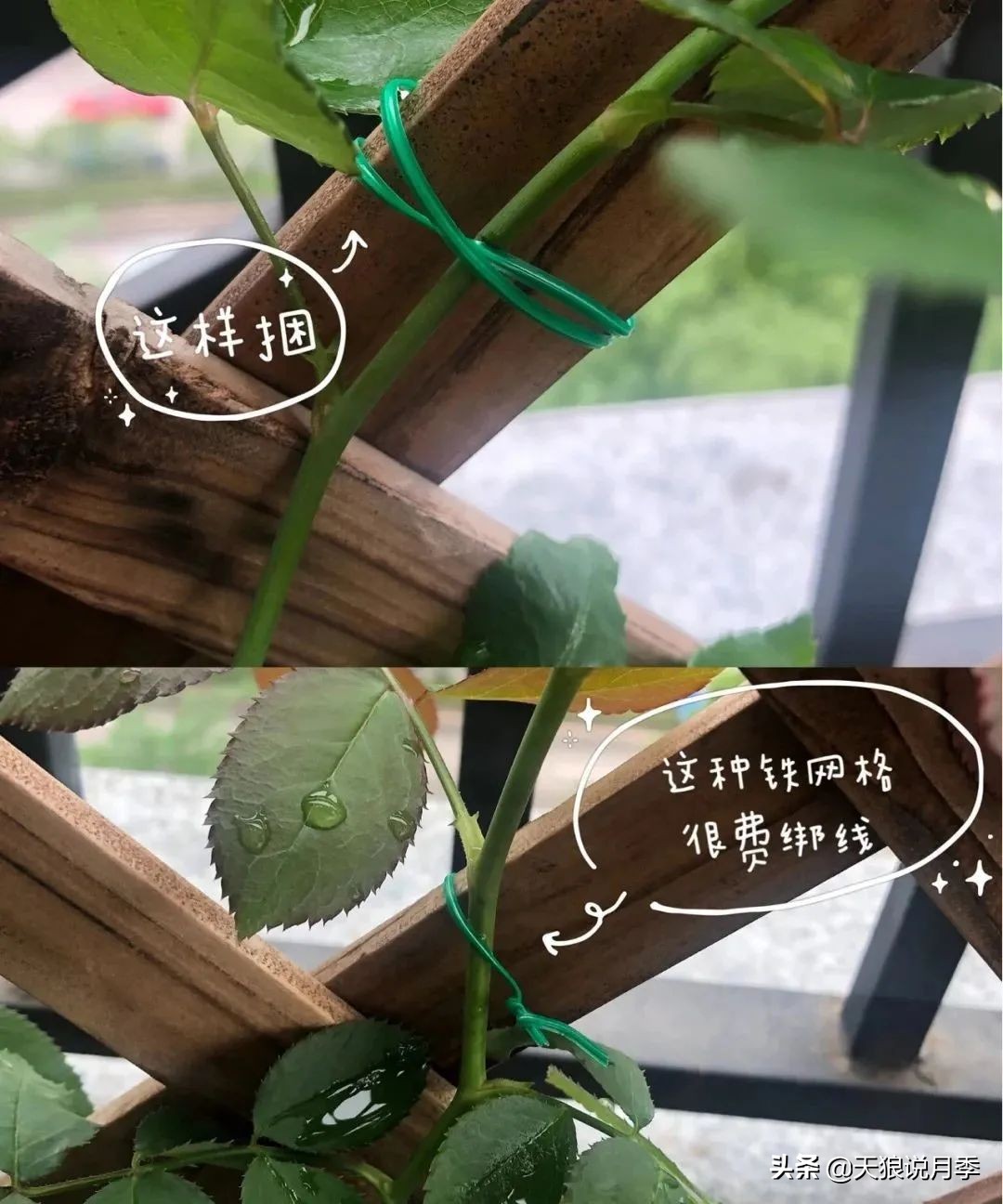 怎么打造露台小花园,如何打理自己的露台小花园