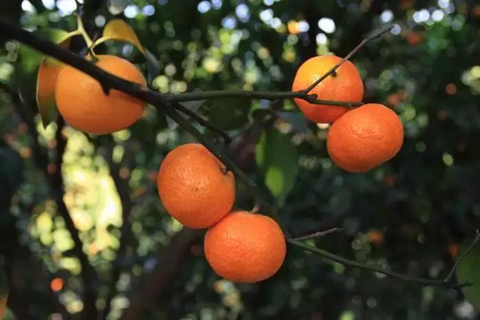 沙糖桔现在批发一筐大概多少钱,今天永福沙糖桔收购价多少钱1斤