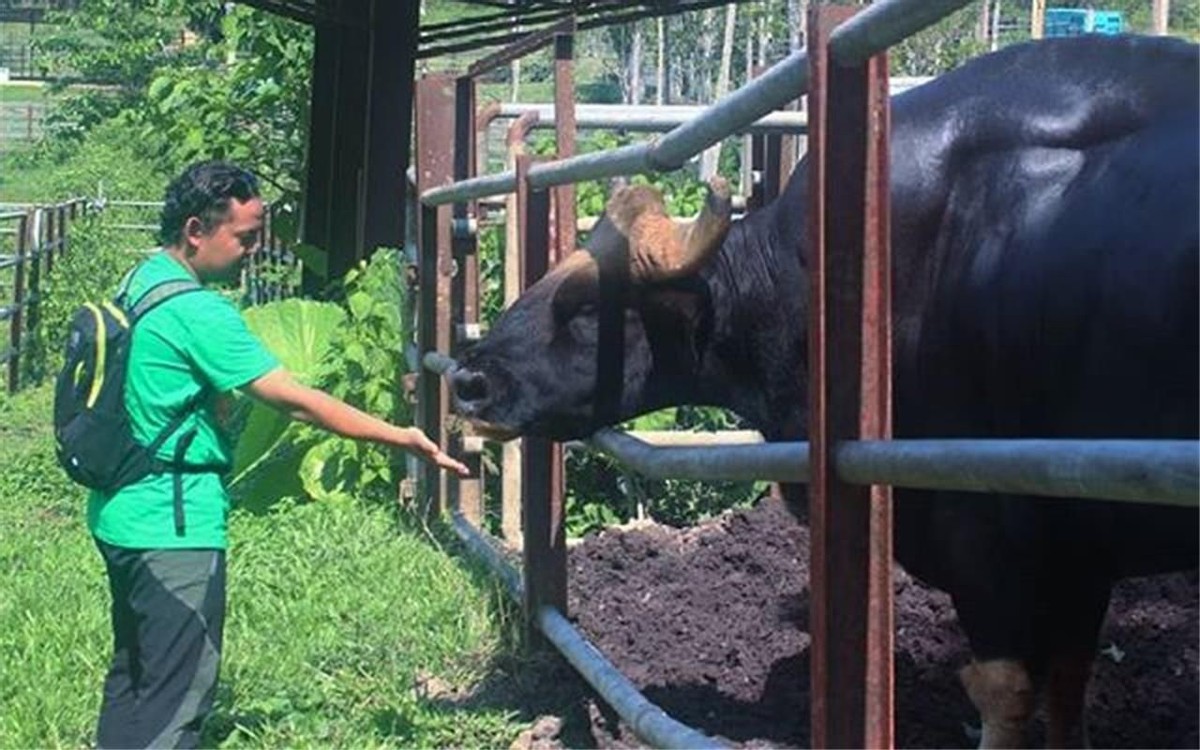 牛魔王野生,云南比大熊猫更稀有的动物