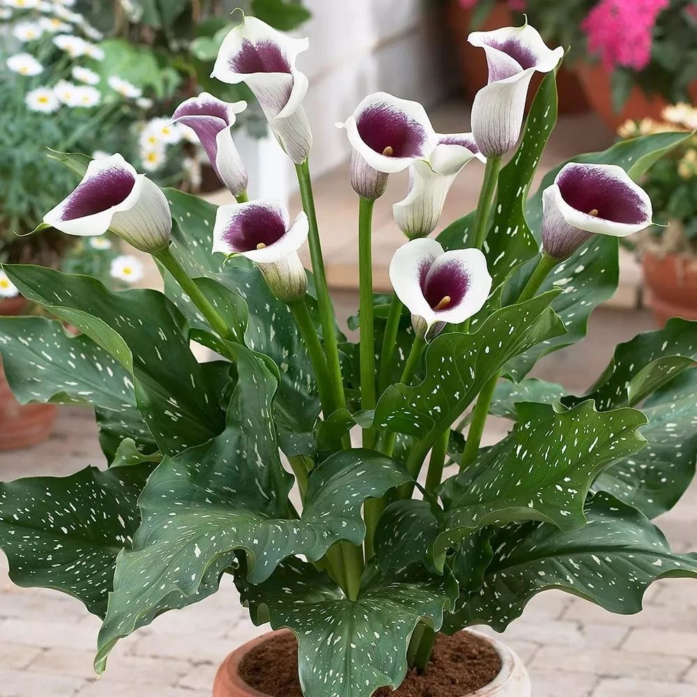 马蹄莲种球养护全过程,马蹄莲的栽种方法