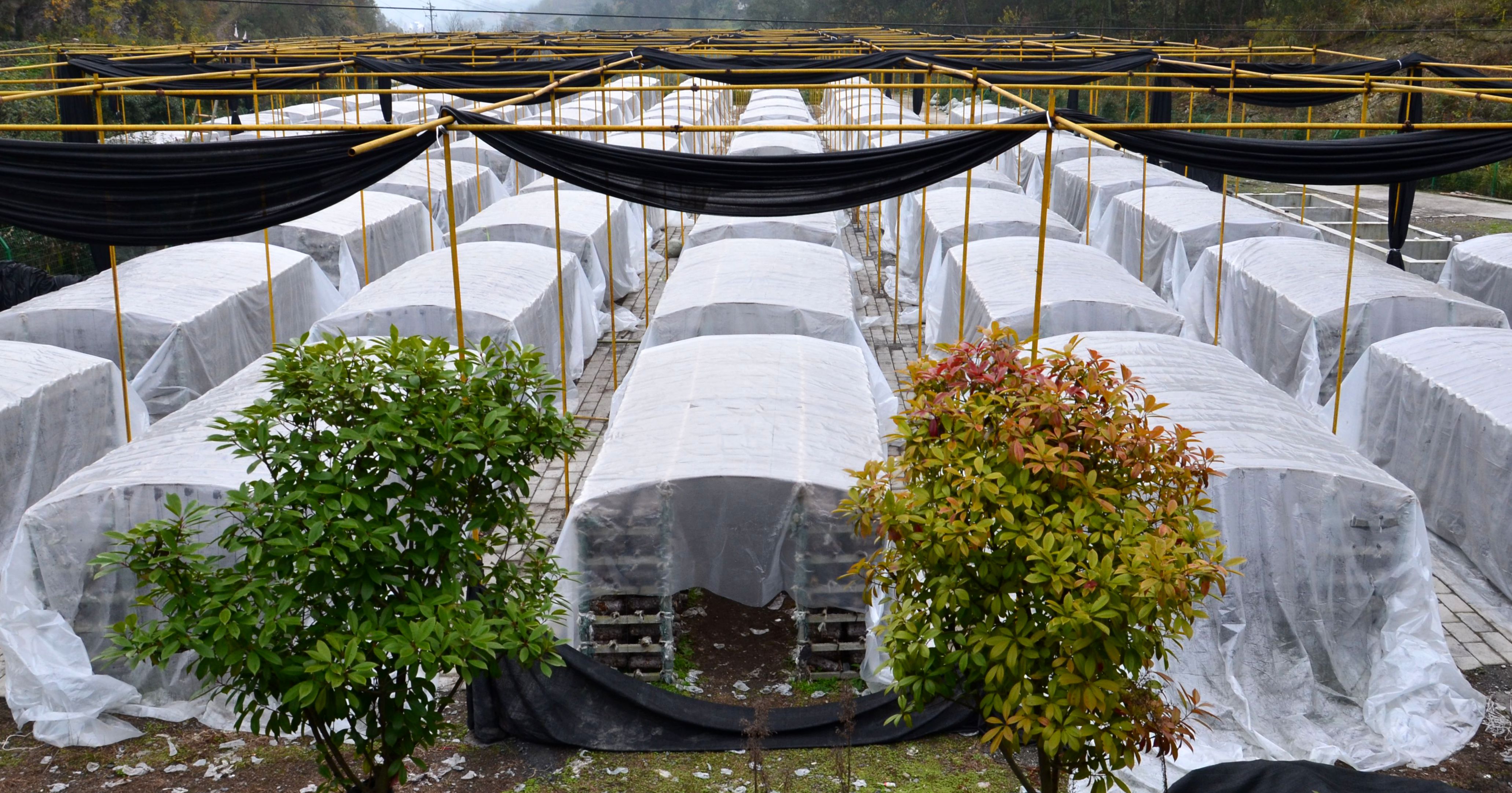 香菇菌棒养菌期被雨水泡了怎么办,香菇菌棒黄霉菌怎么处理