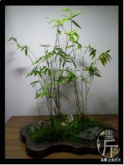 宁可食无肉不可居无竹词朗读,宁可食无肉不可居无竹带字图片