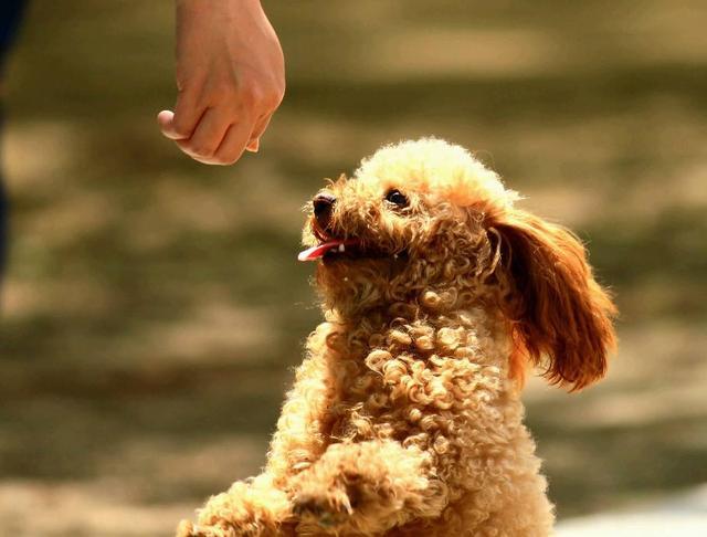 训练泰迪，需要清楚这些事，对你有好处