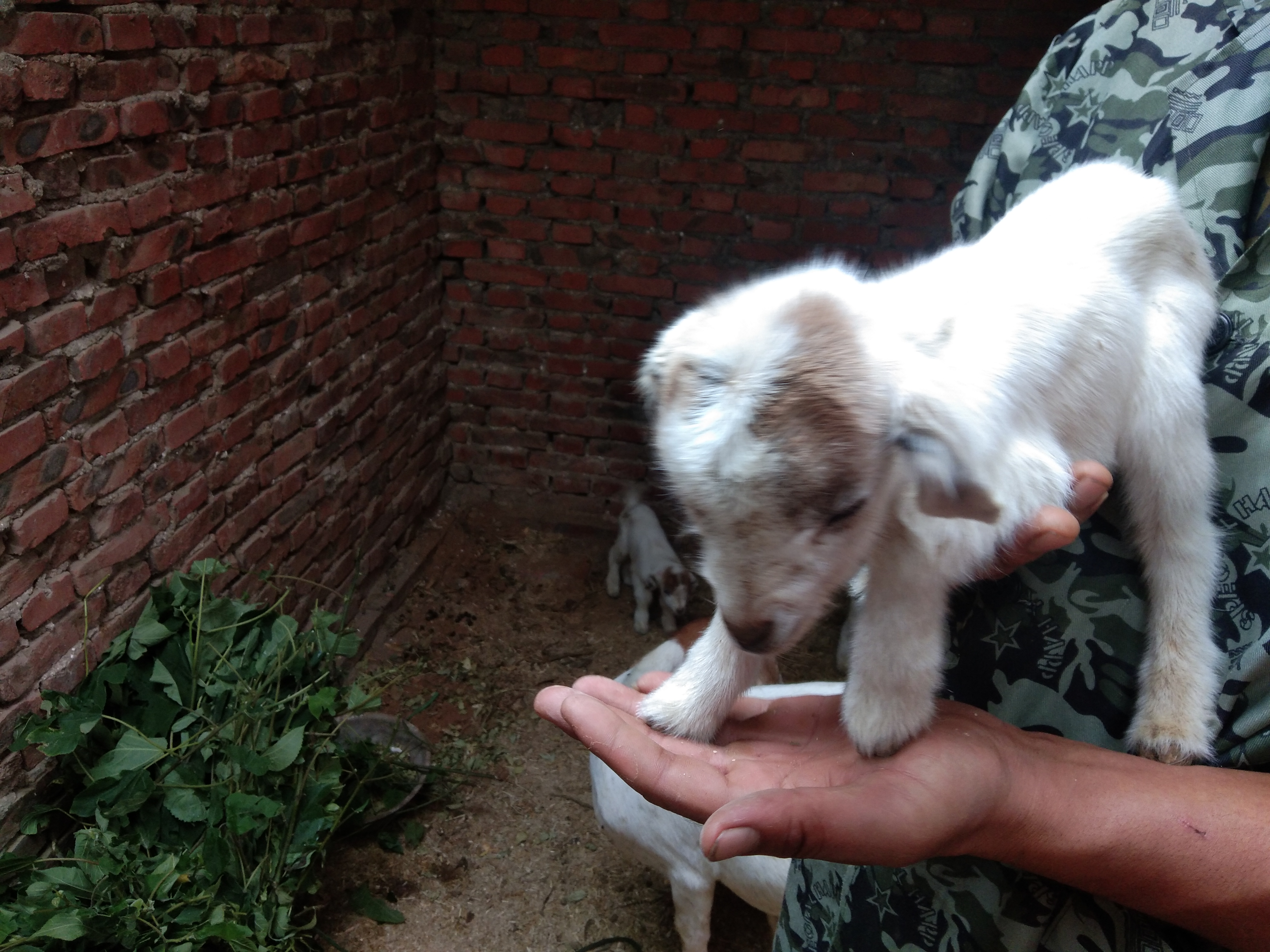 新手养羊是买羊羔还是买成羊,新手养羊前期买大还是小