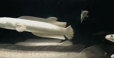 内江增长迅速,内江继续前进