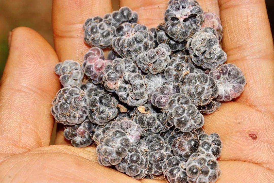 云南带毒的美食,云南带菌的美食