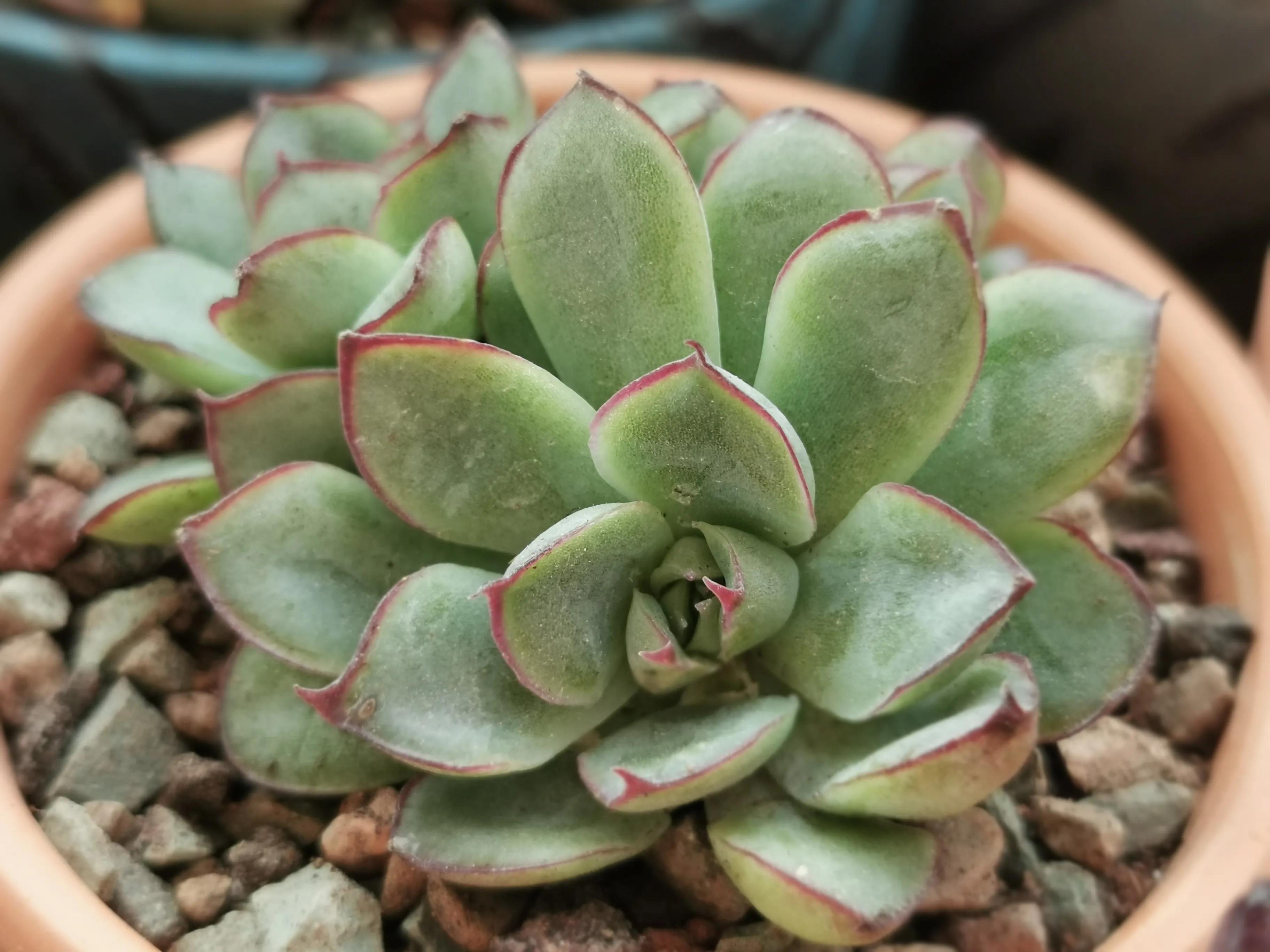 多肉品种大全大集合,多肉35元一盆图片