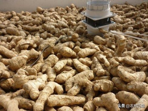 姜的催芽,姜催芽的办法有哪些图片