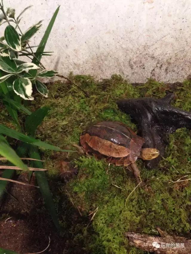 半水龟环境建造,椰土养半水龟