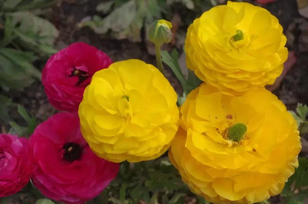 赏香山红叶旅游攻略,赏花旅游景点北京