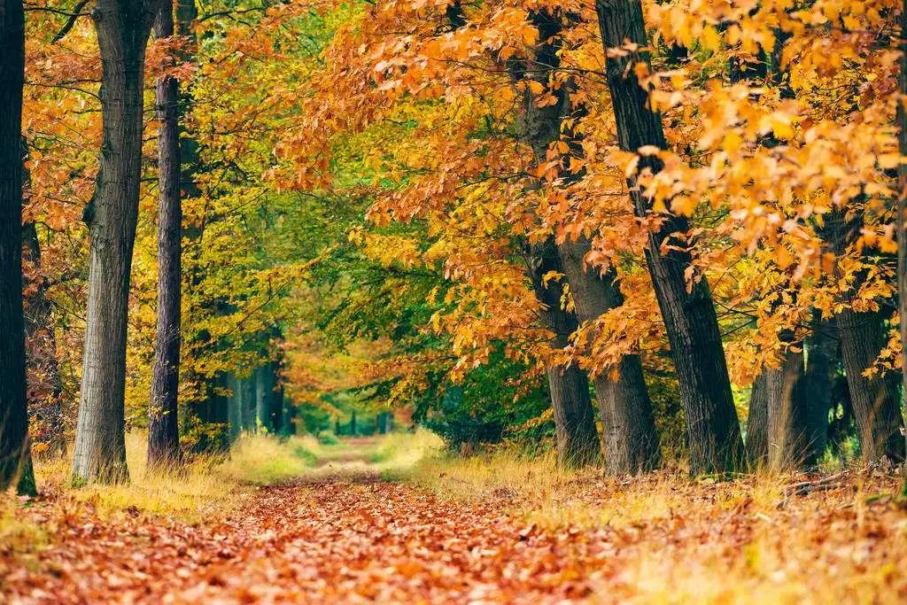适合秋冬的4支木质香,留香持久的平价木质香