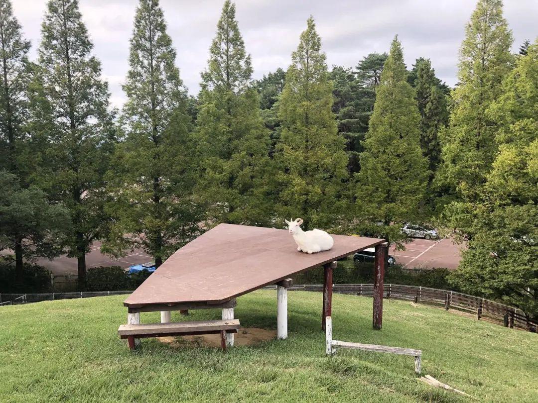 这家日本牧场，因为一只会“微笑”的小羊，游客增长1.5倍