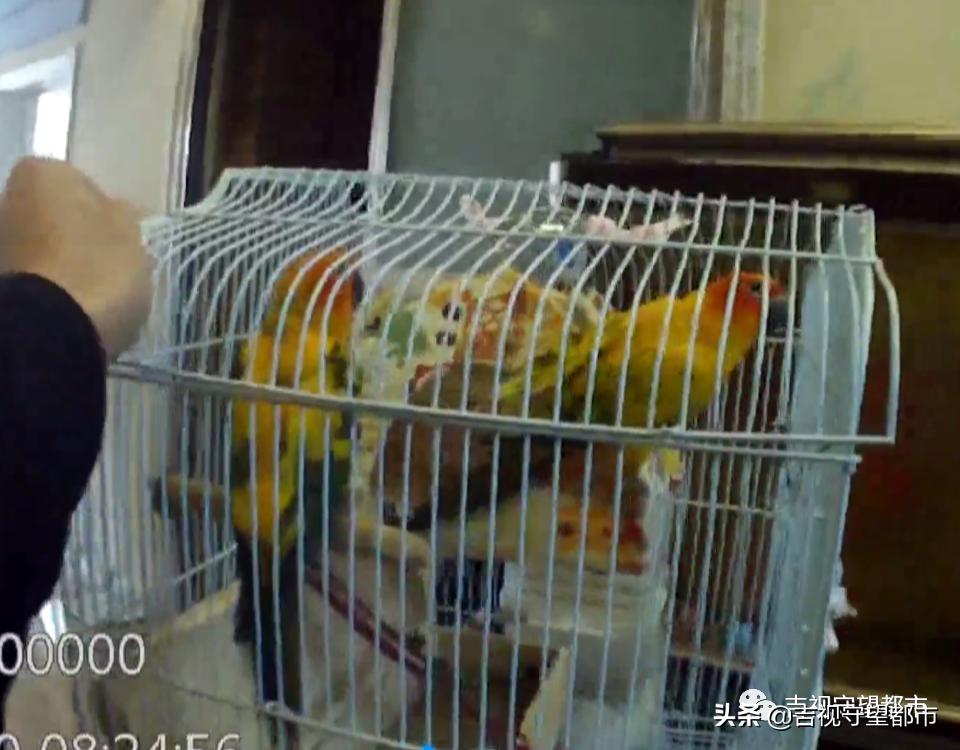 买和尚鹦鹉被判刑,网上卖宠物被判刑