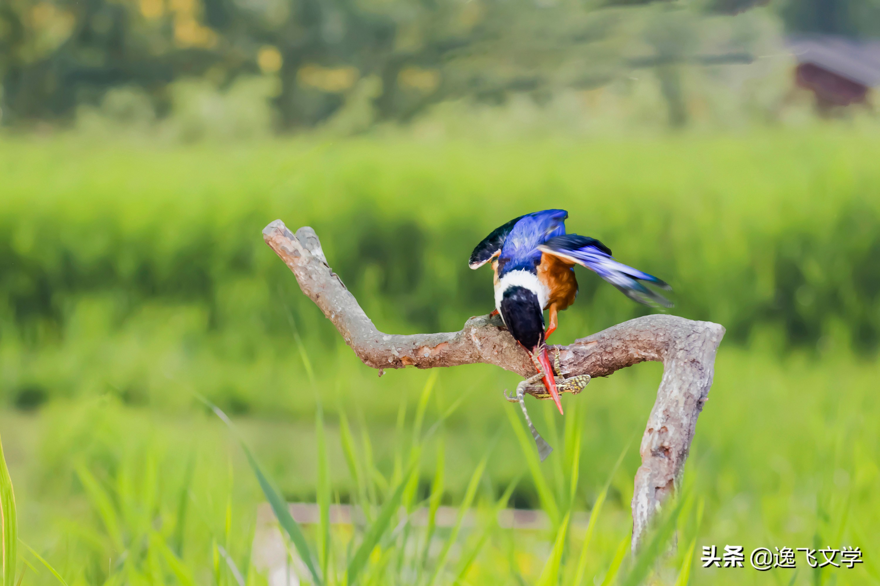 摄影纪实战争,摄影现代战争