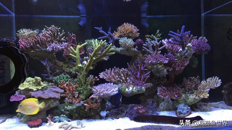 海水鱼用普通缸可以吗,适合小缸单养的海水鱼