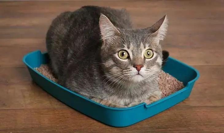 猫咪不在猫砂盆上大便怎么办,猫咪不在猫砂盆里大便怎么纠正