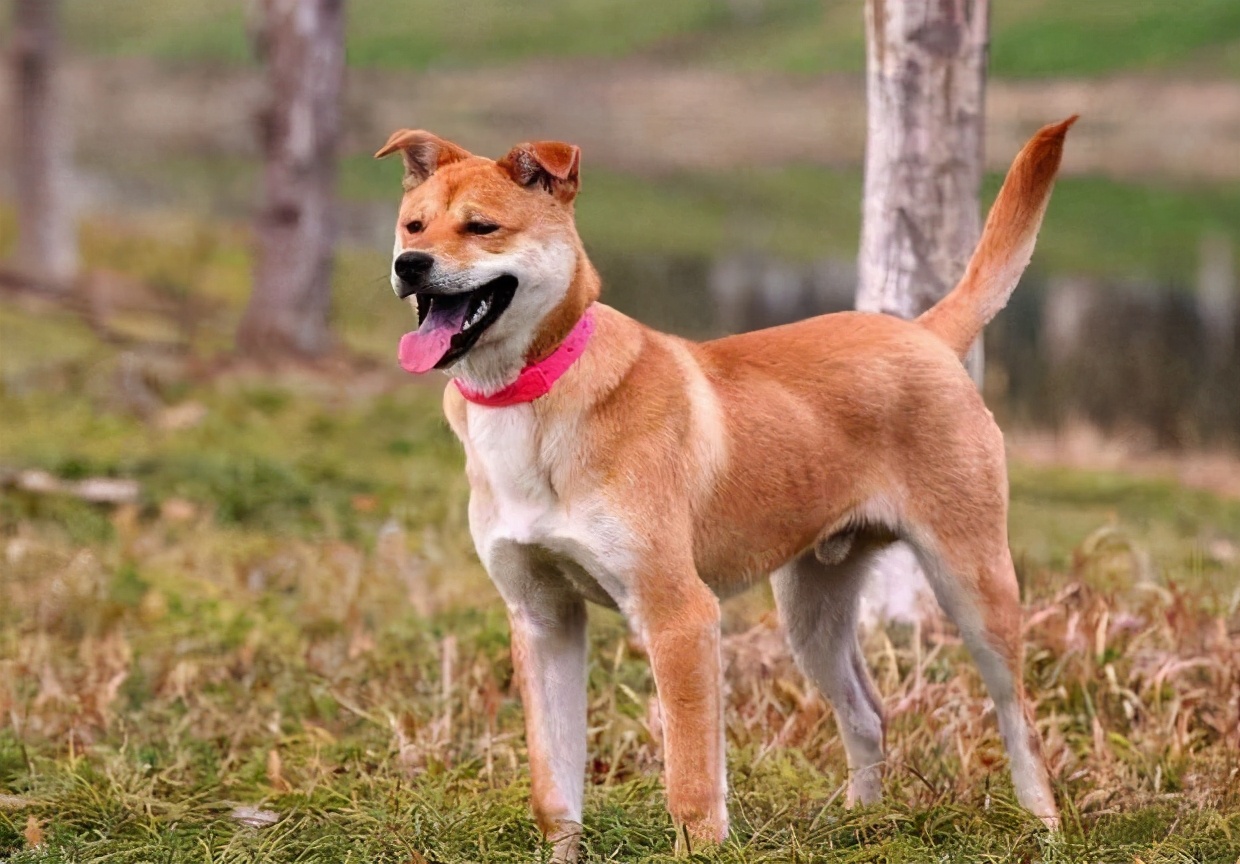 十大不建议穷人养的狗土狗,都有哪些特别好养的小土狗