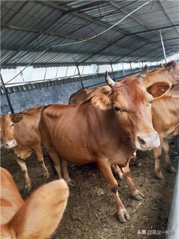 河北赞皇特色小吃,石家庄赞皇美食比较好的村