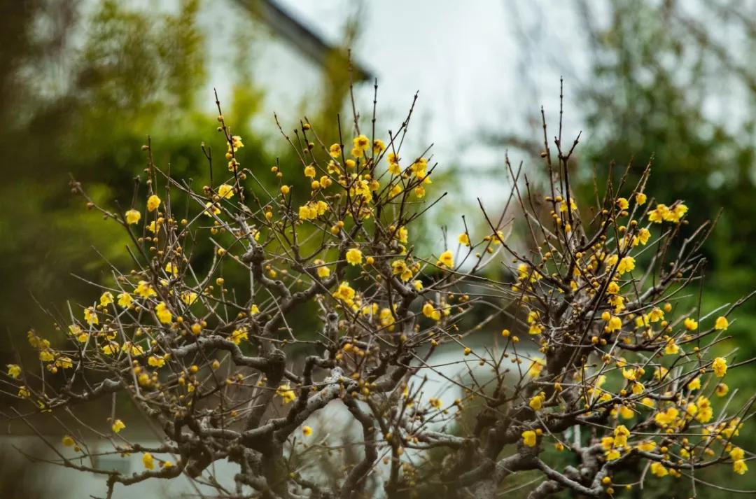 南京腊梅最佳观赏时间,南京赏梅花景点推荐