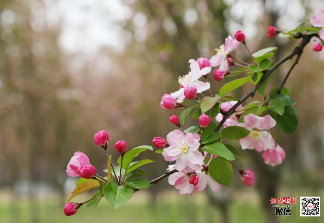 ​养眼！“棠贵妃”四姐妹笑起来真好看！